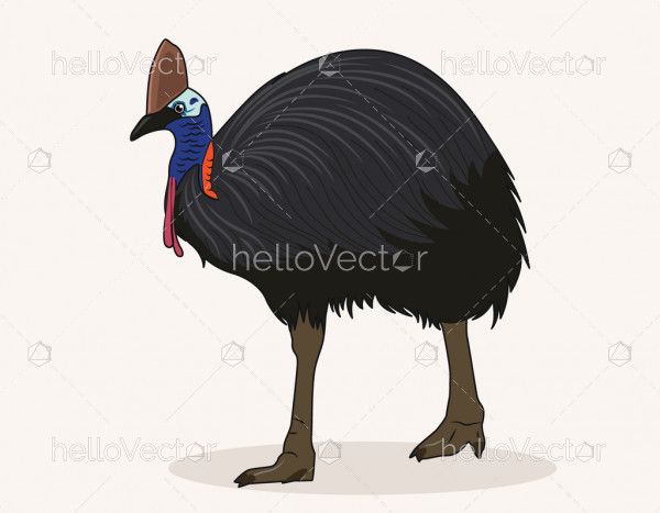 Cassowary bird cartoon illustration
