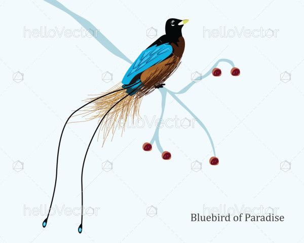 Blue bird of paradise illustration