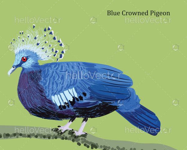 Blue Crowned Pigeon Illustration