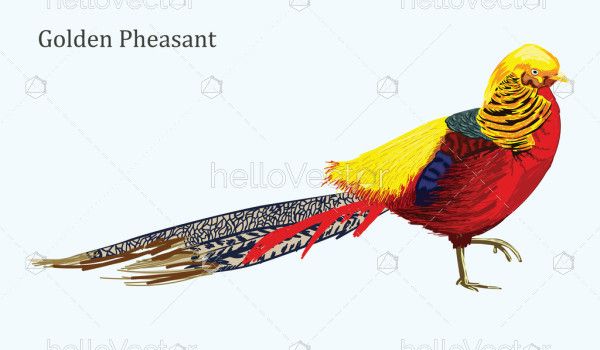 Golden Pheasant Bird Illustration