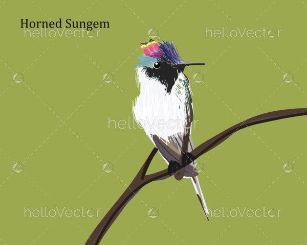 Horned Sungem Bird Illustration