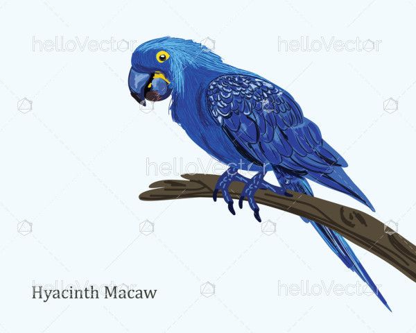Hyacinth Macaw Illustration