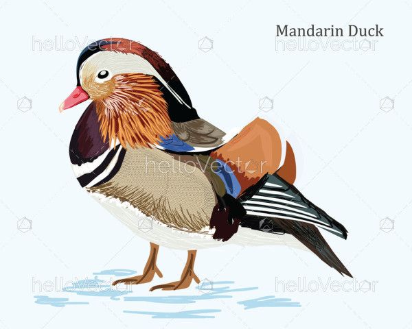 Mandarin Duck Illustration