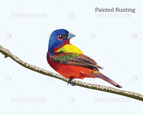 Painted Bunting Bird Illustration
