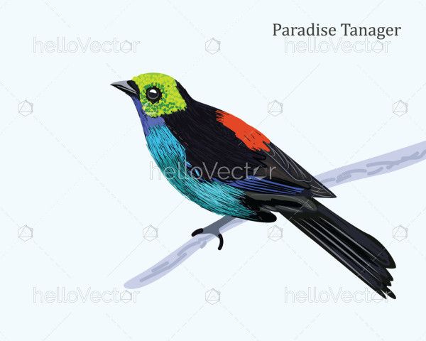 Paradise Tanager Bird Illustration