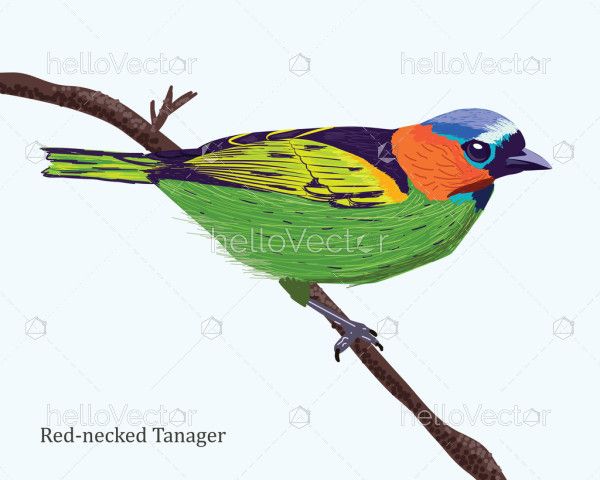 Red-Necked Tanager Bird Illustration