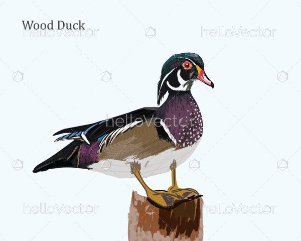 Wood Duck Illustration
