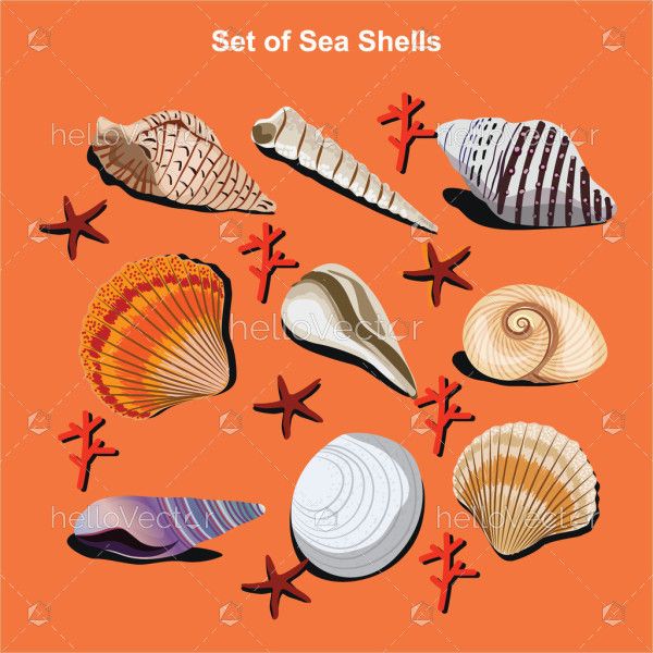 Set of Seashells - Vector Illustration