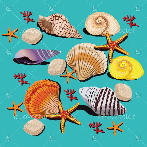 Seashells Various Collections - Vector Illustration