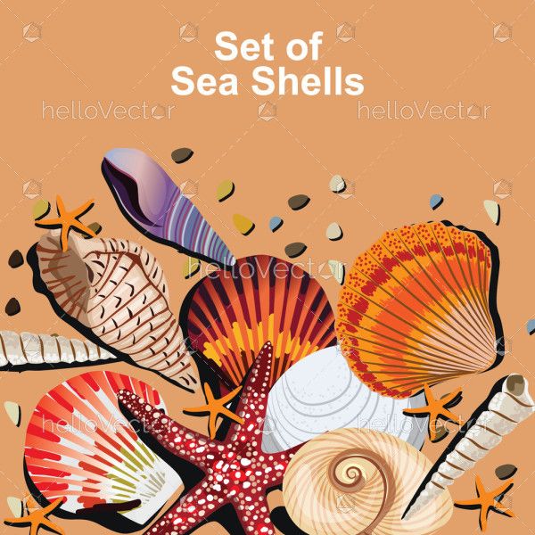 Vector Set Of Seashells